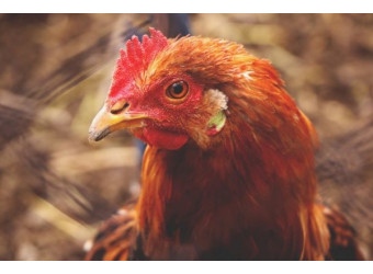 “Дзвінке” напування птиці