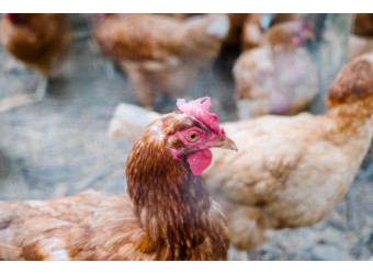 Підвищена вологість на птахокомплексі - небезпечний ворог птиці