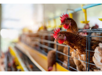 Пташники без кліток: досвід американців