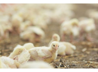 Зручна годівля у пташнику