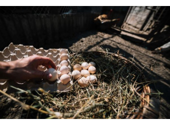 Як зробити гнізда для курей зручними та підвищити продуктивність