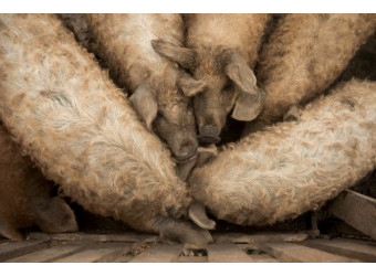 Правильна годівля свиней: що важливо знати фермеру