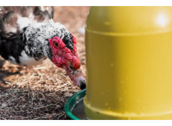 Сучасні напувалки для птахів: що обрати для ефективного господарства