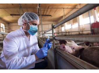 АЧС - найсерйозніший виклик у свинарстві