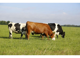 Відтворення корів залежить від мікроклімату на фермі