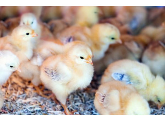 Розвиток птахівництва без інновацій неможливий