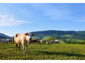 Як знизити витрати на утримання ВРХ без втрати якості догляду