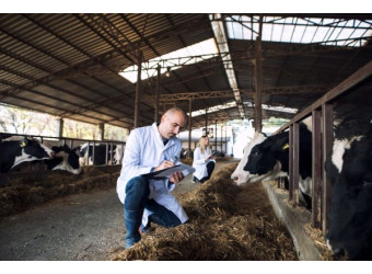 Вентиляція корівника - схеми та норми повітрообміну