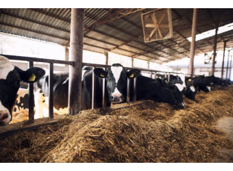 Корм для телят: як прискорити набір ваги?