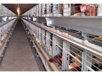 Комфортні гнізда для несучок