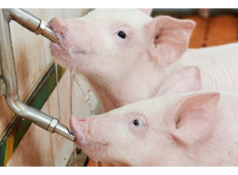 Переваги ніпельних поїлок для свинарства
