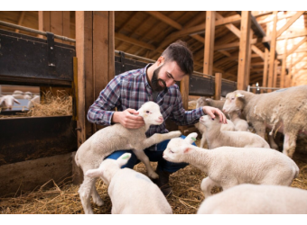 Livestock in the third year of war 