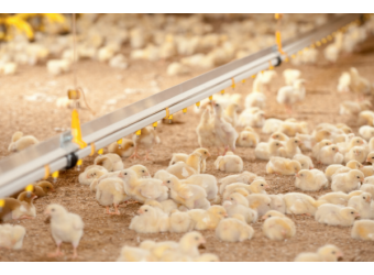 Інноваційні системи поїння Lubing: ефективність та якість на кожному пташнику