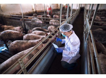 Які труднощі проживає свинарство восени?