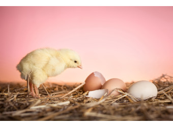 Чим небезпечний синдром зниження несучості-76