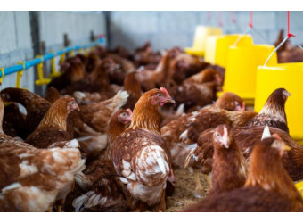 Ніпельні поїлки для курей-несучок: правильний монтаж та принципи роботи