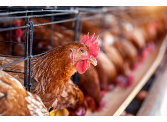 З нуля до запуску: як створюється ефективна система підлогового утримання на фермі