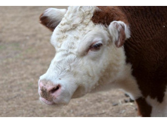 Чи бояться корови холоду: як забезпечити правильне опалення для корів взимку