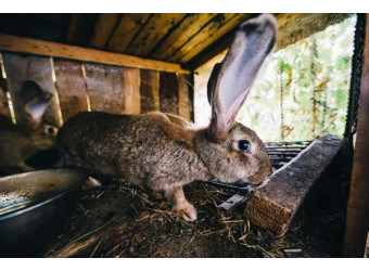Як обрати поїлку для кролів