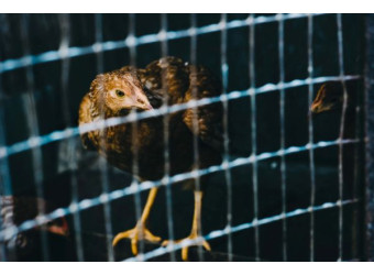 Кліткове утримання курей: вибір обладнання для продуктивної ферми