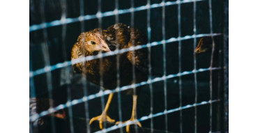 Кліткове утримання курей: вибір обладнання для продуктивної ферми