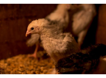 Вольєрне чи підлогове утримання птиці: яке рішення обрати?