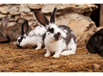 Які породи кролів стійкі до хвороб