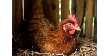 Гнізда для курей-несучок: автоматизація у промисловому виробництві