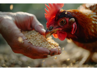 Як зменшити витрати корму за допомогою сучасних годівниць і датчиків?