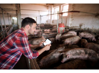 Чому правильна поїлка для свиней економить тонни води