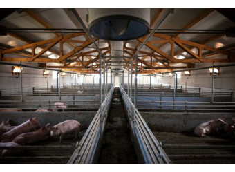 Опалення свинарників і пташників: ключові відмінності та практичні рішення