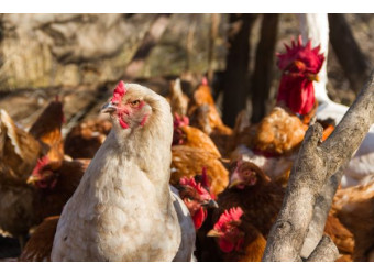 Як підготувати пташник до зими: чек-лист від інженерів “ВАДА”