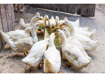 Годівниці для гусей та гусенят: як вибрати правильну?