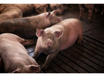 Як правильно обігріти поросяток: ефективний обігрів лампами