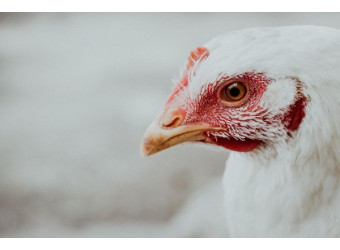 Як вберегти своє господарство від пташиного грипу