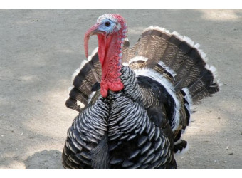 Як доглядати за індиками в зимовий період?