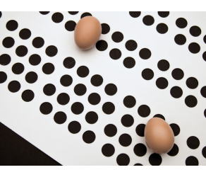 Barbieri egg-collecting tape polypropylene 250 x 18 mm perforated, MP180WHPPL0250 - Фото