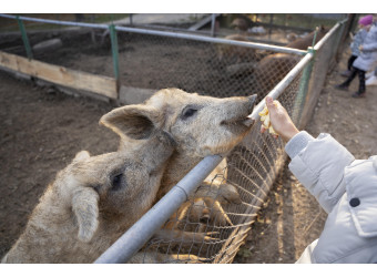 Чи можна солити їжу поросятам?