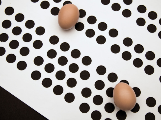 Barbieri egg-collecting tape polypropylene 250 x 1.8 mm perforated, MP180WHPPL0250